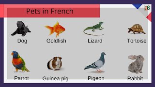 PETS IN FRENCH | FRENCH FOR BEGINNERS