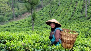 चाय को बागान से निकालकर आपके घर तक की प्रक्रिया। #tea #teagarden