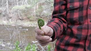 Tips for Picking Fiddleheads