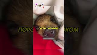 Люди спасли дикого кабана❤️ #животные #animals