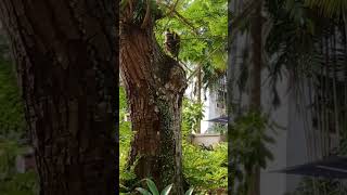 monkey jumping on the tree#video #viral #short #asmr #monkey #trending  #amazing #animals #beautiful