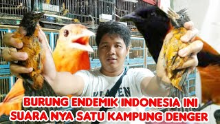 BURUNG ENDEMIK INDONESIA INI SUARA NYA SATU KAMPUNG DENGER