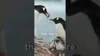 This is how a male penguin will "propose" to a female