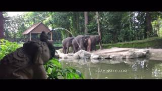 Jungle Breakfast with orangutan ah meng at Singapore Zoo