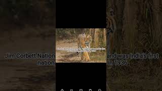 #viralvideo #tiger #nationalpark 💯😎❤️🔥😱@KunalYadav802 #facts #generalknowledge