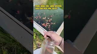 Orang mimin🥲#breeding #breeder #peletikan #pakanikan #goldfish #goldfishfarm #foryou #shorts