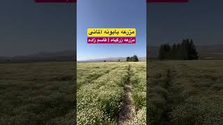 مزرعه بابونه آلمانی زرگیاه قاسم زاده