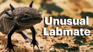 Axolotls are pros at regrowing limbs | Unusual Labmates