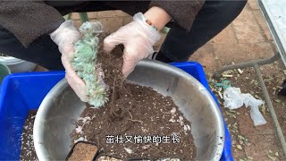 多肉植物之爆盆冰莓换盆-为何会让少女崩溃