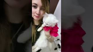 Chibi & Da Maldita #shorts #satisfying #cat #trending