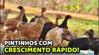 Por que os pintinhos da chocadeira não se desenvolvem rápido? 🐥