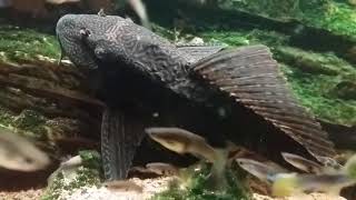 Akwarium.  Plecostomus in my aquarium. Zbrojnikowaty w moim akwarium.