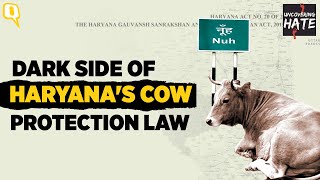 Reality of Haryana's Cow Protection Law: Vindicating 'Gau Rakshaks,' Exploiting Victims | The Quint