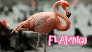 BAKIT NAGIGING KULAY PINK O RED-PURPLE ANG BALAHIBO NG MGA FLAMINGO?|PINAKAKILALANG IBONG TUMATAWID