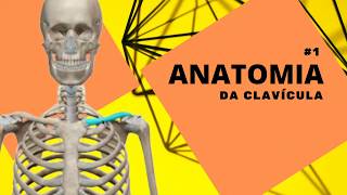 🔴 ANATOMIA DA CLAVÍCULA - #fisiodescomplica