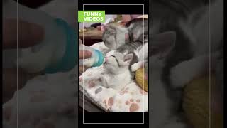 Funny Pets 😍😍😍 | Try Not To Laugh | Shorts  #viral #funny