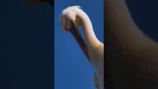 Pelicans sa Africa