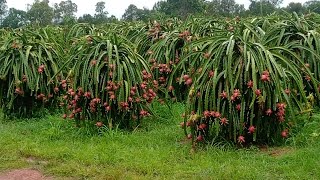 Cool Dragon Fruit Farm Tour - Cutting Red & Yellow Pitaya