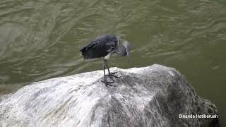 White-Bellied Heron.