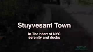 Stuyvesant Town - May 14, 2019 - Serenity and ducks