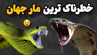 خطرناک ترین مارهای جهان: خطرناک ترین مارهای جهان که هرگز نباید اذیتشون کنی 😵🤔