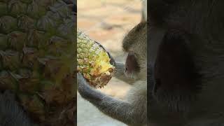 Monkey video  Prank monkey #funny #monkey #monkeyvideo #animals #funnyanimal #monkeyshow #animals