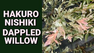 Hakuro Nishiki Dappled Willow