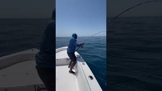 Muscat, Oman! Watch this first… #fish #video #shorts #yellowfintuna #oman #muscat #fishlovers #fish