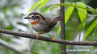 Rufous Throated Fulveta. Schoeniparus rufogularis.