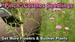 Boost Your Bloom: How to Pinch Cosmos for More Flowers!