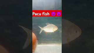 pacu fish #shorts