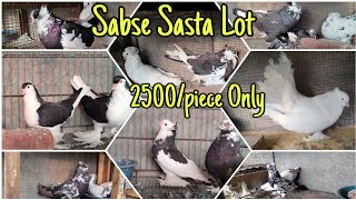 Best Quality Fancy Pigeon Loft In Yawal Maharashtra | Shahid Bhai Yawal | Fancy Kabutar