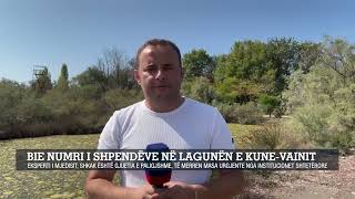 Bie numri i shpendëve në lagunën e Kune-Vainit/Eksperti i mjedisit: shkak është gjuetia e paligjshme