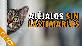 Cómo Ahuyentar Gatos SIN LASTIMARLOS | Aléjalos De Tu Casa, Jardín, Patio, Azotea