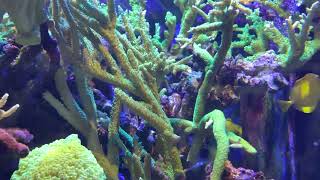 Niagara Falls aquarium || beautiful aquarium fish