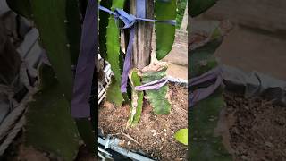 Taiwan pink ড্রাগন গাছের video #fruit #gardening #dragonfruit #viral #shorts #shortfeed #short !