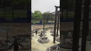 Edinburgh Zoo #scotland #penguin #nature #viralvideo #viral