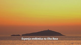 Esponja endêmica na Ilha Rasa