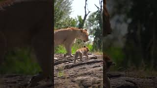 A Morning on Safari