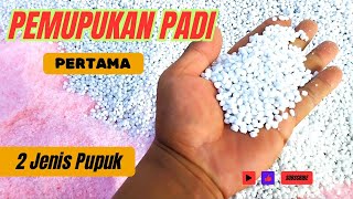 DUA MACAM JENIS PUPUK PADA PEMUPUKAN PADI PERTAMA