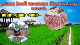 Hasil  pemanfaatan Pematang sawah Auto cuan gaesss #MANDORTANI