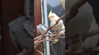 Papugi nimfy cockatiel parrot #birds #aviarylife #parrot #myaviary #pets #aviary #animals #cockatiel