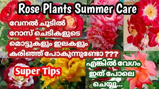 Rose Plants Summer Care/Rose Caring Tips/Rose plants Caring/RIZA'Z VIBES