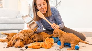 4 Week Old Goldendoodle Puppies Surprising Reaction to A Loud Noise!