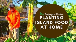 Growing island plant foods in the US