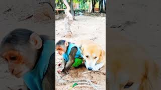 baby monkey playing with dog កូនស្វាលេងជាមួយឆ្កែ #shorts  #monkeylove #monkeyvideo #monkeydluffy