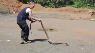 worlds biggest venomous snake deadly king cobra in borneo