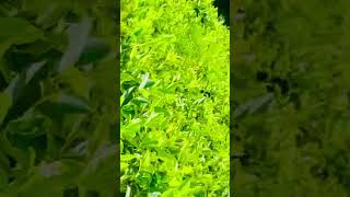 “Tea cultivation” #nature #shorts #shortvideo