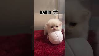 Kitten be Ballin' 😎 #shorts #cat #kitten