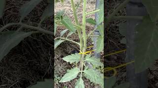 Nu uitați să vă abonați! Vă pupă Bunicaa!!❤️❤️ #garden #gardening #tips #tomato #natura #solarulmeu